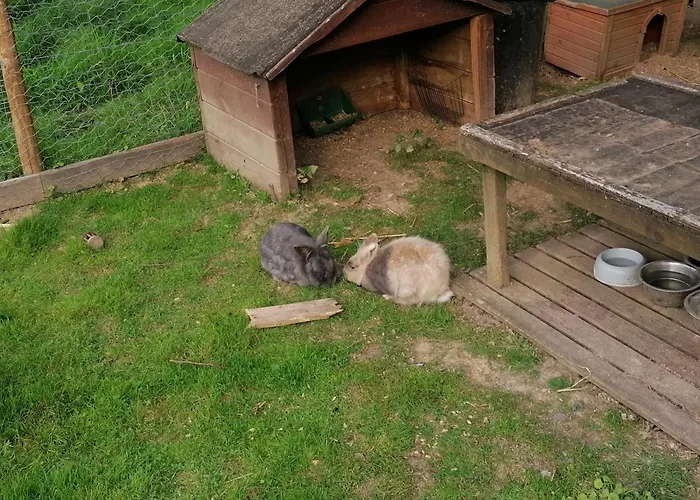 La Libellule Bed & Breakfast Couvin